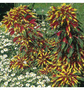 AMARANTE TRICOLOR SPLENDENS PERFECTA