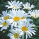 MARGUERITE DES PRES