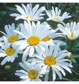 MARGUERITE DES PRES