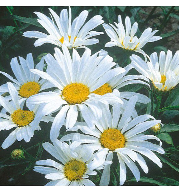 MARGUERITE DES PRES