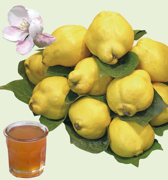 COGNASSIER GEANT DE VRANJA