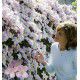 CLEMATITE MAYLEEN