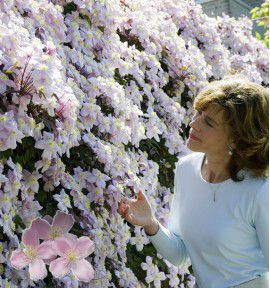 CLEMATITE MAYLEEN