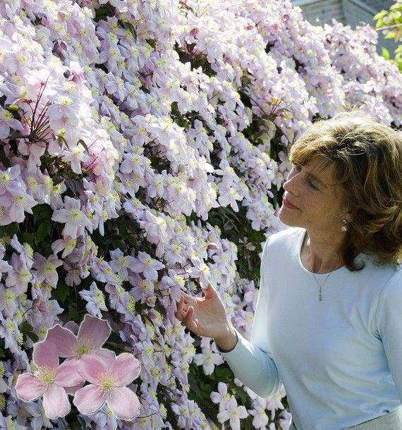 CLEMATITE MAYLEEN