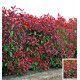 PHOTINIA RED ROBIN