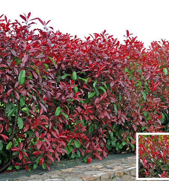 PHOTINIA RED ROBIN