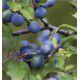 PRUNELLIER