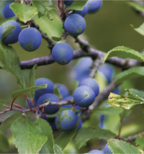 PRUNELLIER