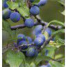PRUNELLIER