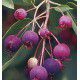 AMELANCHIER