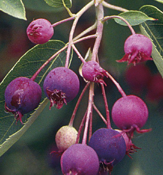 AMELANCHIER