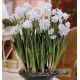 NARCISSE PAPERWHITE ZIvA
