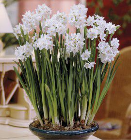 NARCISSE PAPERWHITE ZIVA