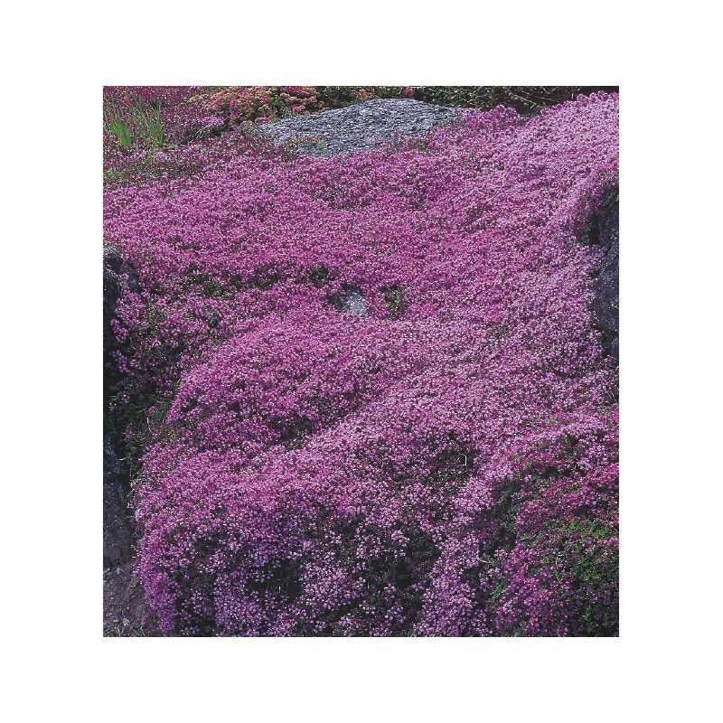 Thym Serpolet