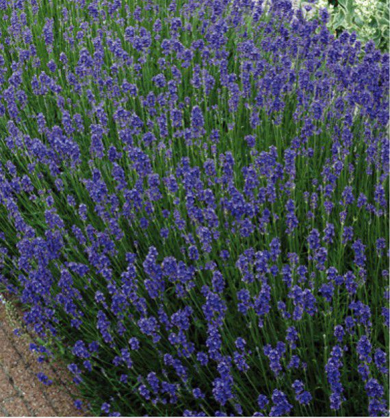 Lavande Munstead Plante En Ligne