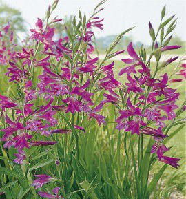 GLAIEUL NAIN VIVACE DE BYZANCE