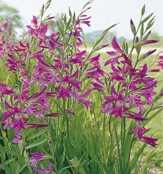 5 Bulbes De Glaïeul Nain (Nanus) - Mélange De Couleurs Variées, Hauteur 40-60 Cm, Floraison été - Idéal Bordures Et Rocailles - 8