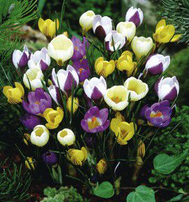 CROCUS CHRYSANTHUS EN MELANGE