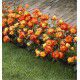 ROSIER A FLEURS GROUPEES RUMBA