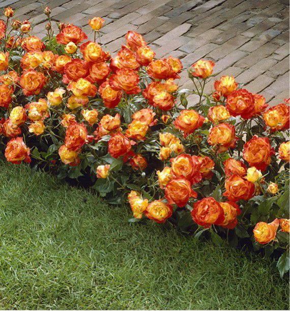 ROSIER A FLEURS GROUPEES RUMBA