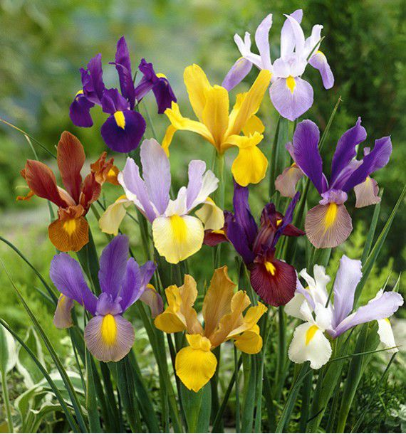Abecedaire des fleurs Iris-de-hollande