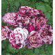 ROSIER BUISSON NEW IMAGINE® Dormelo