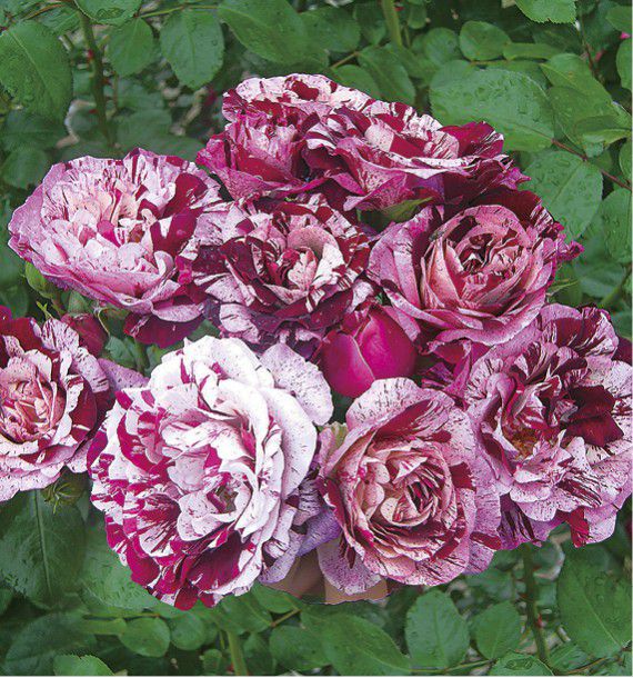 ROSIER BUISSON NEW IMAGINE® Dormelo