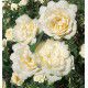 ROSIER GRIMPANT Mme ALFRED CARRIERE 