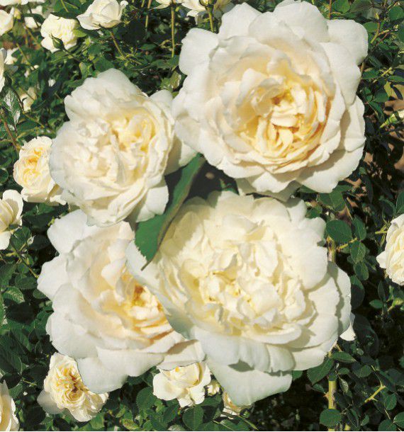 ROSIER GRIMPANT Mme ALFRED CARRIERE 