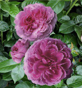 ROSIER GRIMPANT ANCIEN Mme ISAAC PEREIRE