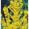 FORSYTHIA LYNWOOD
