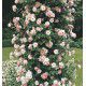 ROSIER GRIMPANT NEW DAWN