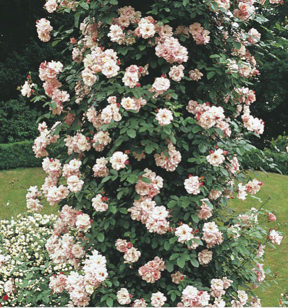 ROSIER GRIMPANT NEW DAWN