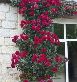 ROSIER GRIMPANT LE GRAND HUIT® Adabaring