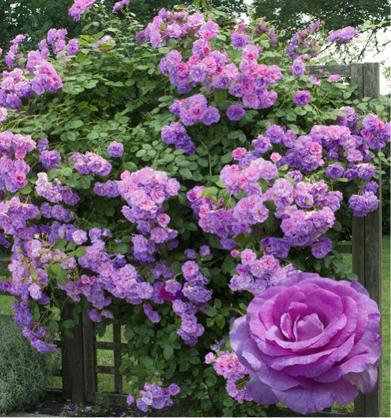 ROSIER GRIMPANT VIOLETTE PARFUMEE® Dorientsar, plante en ligne