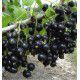 CASSIS NEVA® Chereshneva(s)