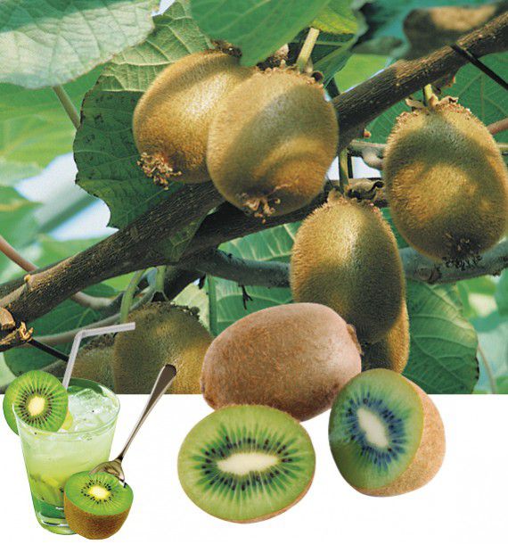 KIWI ACTINIDIA AUTOFERTILE SOLISSIMO® Renact