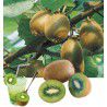 KIWI ACTINIDIA AUTOFERTILE SOLISSIMO® Renact