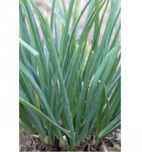 CIVE VIVACE VIERGE ST-JACQUES