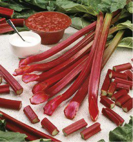 RHUBARBE HOLSTEINER BLUT