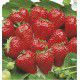 FRAISIER MAESTRO® COV 89981