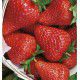 FRAISIER SWEET ANN