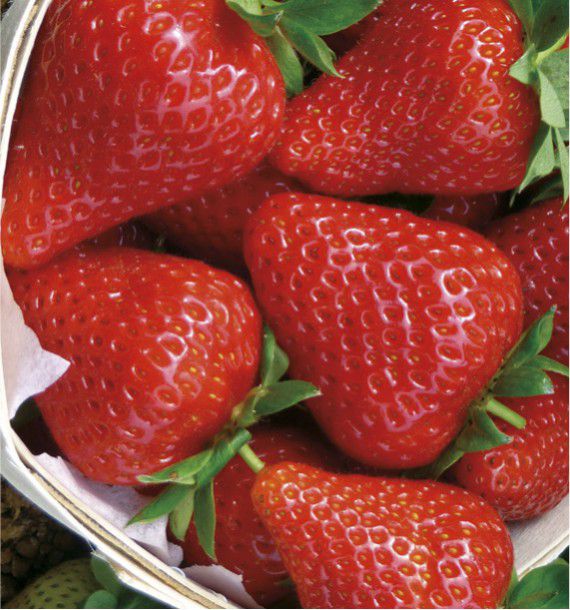 FRAISIER SWEET ANN