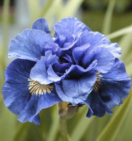 IRIS SIBIRICA CONCORD CRUSH