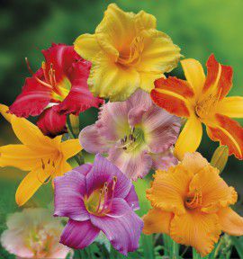 HEMEROCALLES EN MELANGE DE COLORIS
