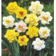 NARCISSES DOUBLES EN MELANGE