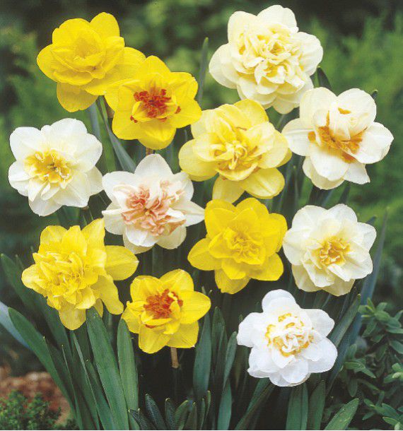 NARCISSES DOUBLES EN MELANGE