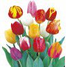 TULIPES SIMPLES HATIVES EN MELANGE