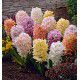 JACINTHES PASTEL EN MELANGE