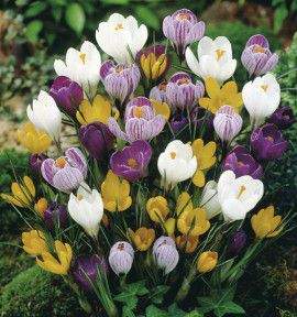 CROCUS DE FIN D'HIVER A GROSSES FLEURS EN MELANGE